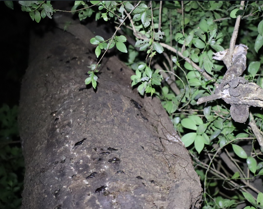 クワガタ20匹ほど_目線より2m以上 上-クヌギ-ほったらかしの森_2023年9月12日18時55分気温26.7度